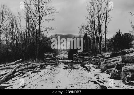 Alte Bäume in leerem Valey Stockfoto