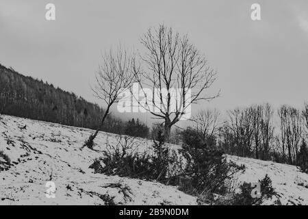 Alte Bäume in leerem Valey Stockfoto