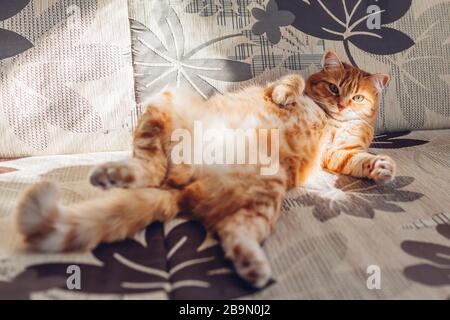 Ingwerkatze entspannt sich auf der Couch im Wohnzimmer, das in lustiger Pose auf dem Rücken liegt. Haustier, das zu Hause Sonne genießt Stockfoto