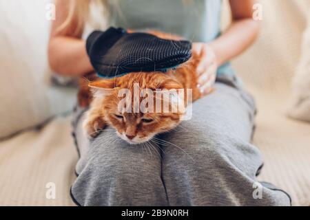 Putzende Katze mit Handschuh, um die Haare von Haustieren zu entfernen. Frau, die sich um die Tierkämmerei zu Hause mit Handgummihandschuh kümmert Stockfoto