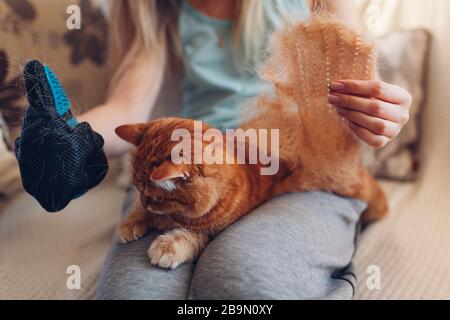 Putzende Katze mit Handschuh, um die Haare von Haustieren zu entfernen. Frau, die sich um die Tierkämmerei zu Hause mit Handgummihandschuh kümmert Stockfoto