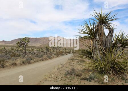 Die Desert Queen Mine Road im südlichen Abschnitt der Mojave-Wüste im Joshua Tree National Park ist von einheimischen Pflanzengemeinden umgeben. Stockfoto