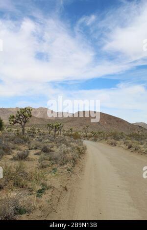 Die Desert Queen Mine Road im südlichen Abschnitt der Mojave-Wüste im Joshua Tree National Park ist von einheimischen Pflanzengemeinden umgeben. Stockfoto