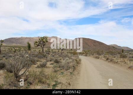 Die Desert Queen Mine Road im südlichen Abschnitt der Mojave-Wüste im Joshua Tree National Park ist von einheimischen Pflanzengemeinden umgeben. Stockfoto