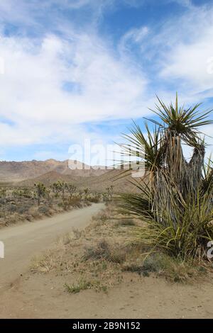 Die Desert Queen Mine Road im südlichen Abschnitt der Mojave-Wüste im Joshua Tree National Park ist von einheimischen Pflanzengemeinden umgeben. Stockfoto