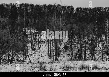 Alte Bäume in leerem Valey Stockfoto