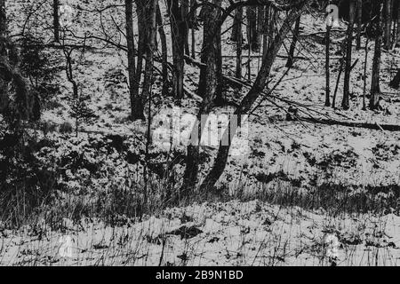 Alte Bäume in leerem Valey Stockfoto