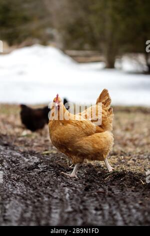Hühner auf einem kleinen Anwesen in Ontario, Kanada. Kleine Geflügelhaltung im Land. Stockfoto