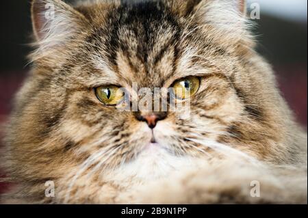 Perserkatze Stockfoto