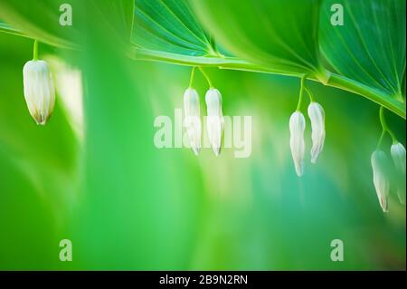Solomon's Seal (Polygonatum odoratum). Selektiver Fokus und geringe Schärfentiefe. Stockfoto