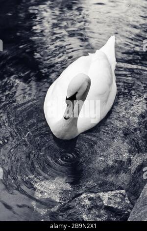 Weißer stummer Schwan schwimmt auf dem See und kreist auf klarem Wasseroberfläche. Schwarz-weiß gezungtes Bild. Stockfoto