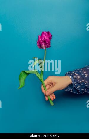 Papageien-Stil Tulip in der Hand auf blauem Hintergrund, Frühlings-Urlaub-Konzept, Kopierraum Stockfoto