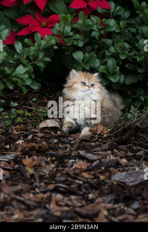 Perserkatze Stockfoto