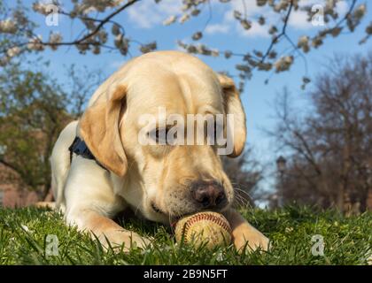 Junge gelbe Labrador Retriever im Training zum Servicehund hat Spaß mit einem Baseball zu spielen, der in einem öffentlichen Park gefunden wurde, als Kirschblüte dahinter blüht Stockfoto