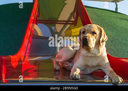 Der junge gelbe Labrador Retriever im Service Tiertraining hat Spaß, sich auf einer roten Kinderrutsche auf einem lokalen Spielplatz zu entspannen Stockfoto