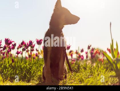 Der junge deutsche Hirtenpuppenspieler blickt bei Sonnenaufgang in der Ferne auf, während er auf einem Feld mit Tulpen sitzt Stockfoto
