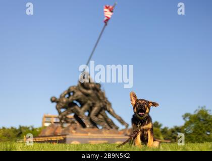 Vor dem Kriegsdenkmal und Barken des Marinekorps sitzt der junge deutsche Schäferhündchen Stockfoto