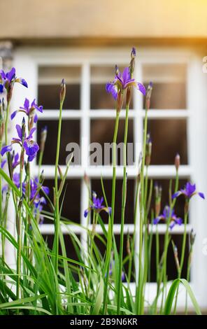 Lila/violette Irisse, die im Garten vor dem Fenster des Hauses an sonnigen Tagen blühen Stockfoto