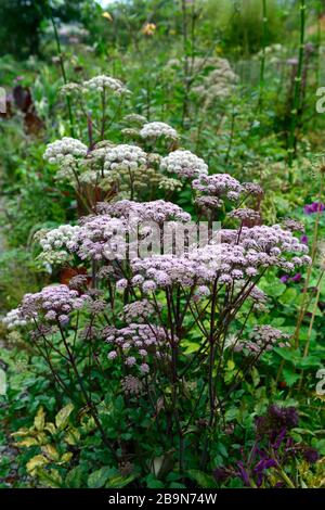 angelica Sylvestris purpurea,Garten,Gärten,Blumenkopf,Florett,Florett,blumen,lila Blumen,RM Floral Stockfoto