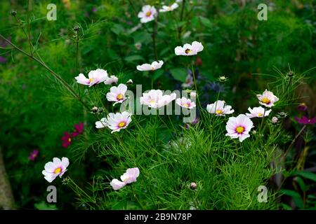 Cosmos bipinnatus Daydream, pink, weiß, Blume, Blumen, Blüte, Anzeige, Displays, Garten, RM Blumenmuster Stockfoto