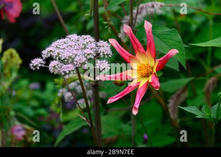 dahlia honka Surprise, gelb-rote Millionen Blumen, sternförmige Blume, Blumen, Blüte, Dahlien, zart mehrjährige, RM-Blumen Stockfoto