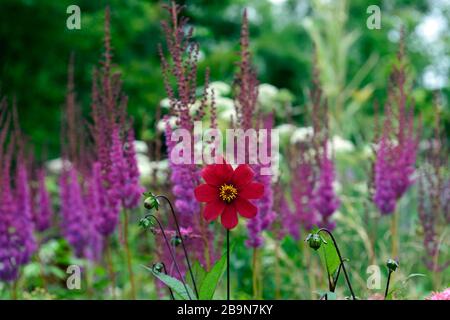 Dahlia Sämling, scharlachrote Blumen, lila und rote Blumen, Astylbe chinensis var taquetii Purpurlanze, gemischte Pflanzkombination, ekletische Mischung, Mischung, gemischt Stockfoto