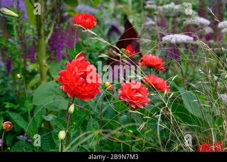 dahlia taratahi Rubin, Wasserlilie blühte Dahlie, Wasserlilie Dahlie, magenta rote Blumen, Blumen, Blume, Blüte, RM Floral Stockfoto