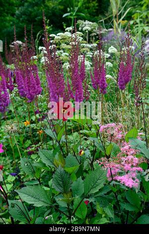 Dahlia seedling, rot, scharlachrot, Blume, Blumen, Astylbe chinensis var taquetii Purpurlanze, gemischte Pflanzkombination, ekletische Mischung, Mischung, gemischt, Tropi Stockfoto