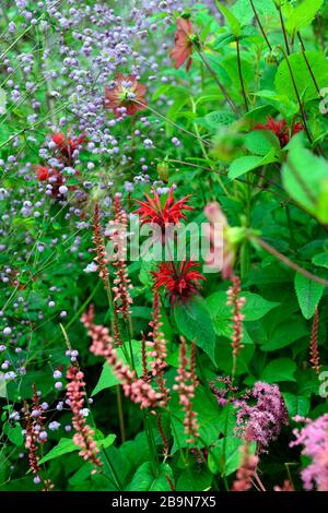 Monarda Garden View Scarlet, Persicaria amplexicaulis Orange Field, Thalictrum delavayi, rot orange lila Blumen, Blume, Blüte, mehrjährige, gemischte Pflanze Stockfoto