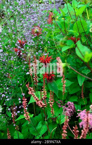 Monarda Garden View Scarlet, Persicaria amplexicaulis Orange Field, Thalictrum delavayi, rot orange lila Blumen, Blume, Blüte, mehrjährige, gemischte Pflanze Stockfoto