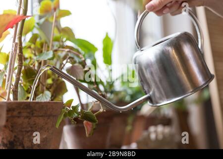 Frau Gärtnerin, die die vergossene Hausanlage auf der Fensterbank im Gewächshaus bewässert, Nahaufnahme. Selektive Fokussierung auf die Bewässerung von CAN-Metall/Aluminium. Gartenarbeit, l. Stockfoto