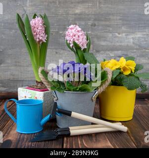 Helle Primeln und Hyazinths in Blumentöpfen Stockfoto