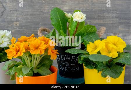 Leuchtend gelbe und orangefarbene Primrosen in Blumentöpfen . Stockfoto