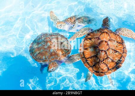 Meeresschildkröten suchen aus dem Wasser in der reserve Stockfoto