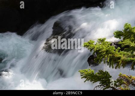 Ein langer Belichtungsschuss von leuchtend grünen Kiefernnadeln, die über einem schönen Waldwasserfall hängen Stockfoto