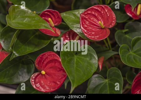 anthurium-rote Flamingo-Blumen Stockfoto