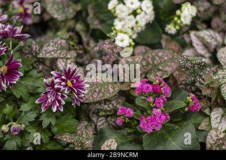 Chrysanthemumblumen, jährliche Chrysantheme. Schöne rosafarbene Kalanchoe, Hypostia Phyllostachia Baker Stockfoto