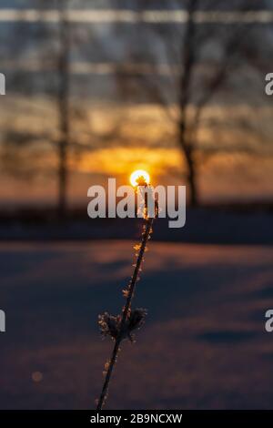 Gefrorenes Gras, Frost im Hintergrund des Sonnenuntergangs. Nahaufnahme, Winterzeit. Togliatti. Stockfoto