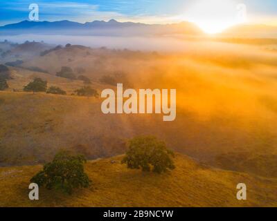 Aus der Luft von Eichen verstreut über grasbewachsene Hügel, die bei Sonnenaufgang von Nebel bedeckt waren, Santa Ynez Valley, Kalifornien Stockfoto