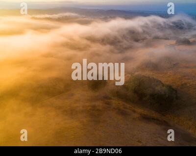 Aus der Luft von Eichen verstreut über grasbewachsene Hügel, die bei Sonnenaufgang von Nebel bedeckt waren, Santa Ynez Valley, Kalifornien Stockfoto