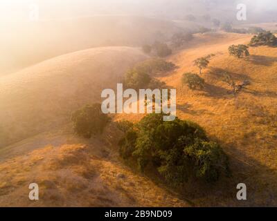 Aus der Luft von Eichen verstreut über grasbewachsene Hügel, die bei Sonnenaufgang von Nebel bedeckt waren, Santa Ynez Valley, Kalifornien Stockfoto