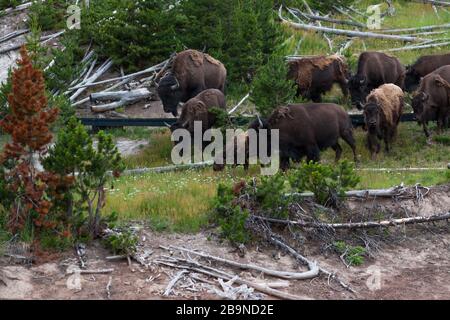 Eine Familie von Bison, die einen Holzsteg überquert, der für Touristen geschaffen wurde, um in der Gegend Dragons Mouth Springs im Yellowstone National Park, Wyoming, zu spazieren Stockfoto