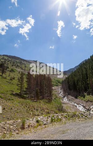 Ein kleiner Bach aus der Schneeschmelze, der an einer Gruppe hoher immergrüner Bäume in den Bergen von Montana vorbeiläuft, mit Sonnenstrahlen gegen einen blauen Himmel. Stockfoto