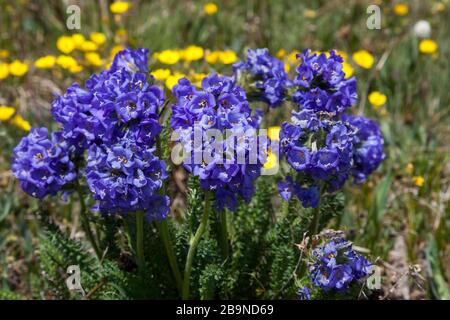 Eine Gruppe blauer klebriger Polemoniumblüten, die auf einer hohen Erhebung mit einem Hintergrund gelber Butterbecher im Beartooth Pass, Montana wachsen. Stockfoto