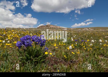 Eine Gruppe blauer klebriger Polemoniumblüten, die auf einer hohen Erhebung mit einem Hintergrund gelber Butterbecher im Beartooth Pass, Montana wachsen. Stockfoto