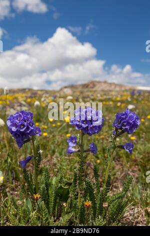 Eine Gruppe blauer klebriger Polemoniumblüten, die auf einer hohen Erhebung mit einem Hintergrund gelber Butterbecher im Beartooth Pass, Montana wachsen. Stockfoto