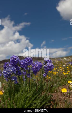 Eine Gruppe blauer klebriger Polemoniumblüten, die auf einer hohen Erhebung mit einem Hintergrund gelber Butterbecher im Beartooth Pass, Montana wachsen. Stockfoto