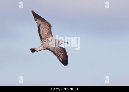 Winter Caspian Gull in Sheringham Stockfoto