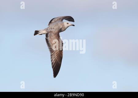 Winter Caspian Gull in Sheringham Stockfoto