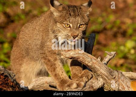 Kanadischer Luchs, der auf dem Boden bei Triple D in Montana sitzt Stockfoto